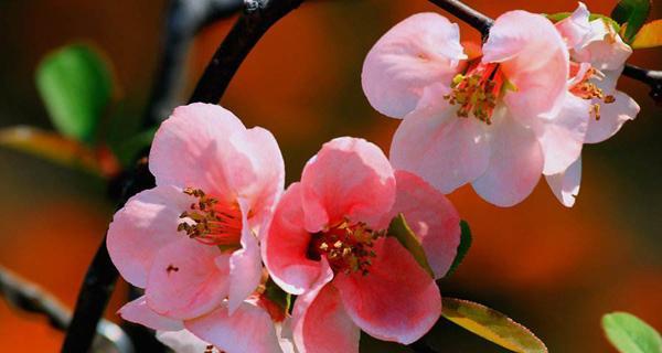 日本早樱花语与寓意的探究（探寻早樱之美）