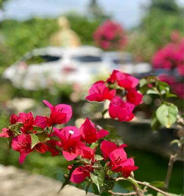 三角梅花语与传说（传承千年的花语与传说）