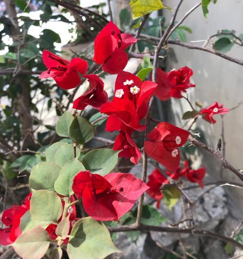 三角梅花语与传说（传承千年的花语与传说）