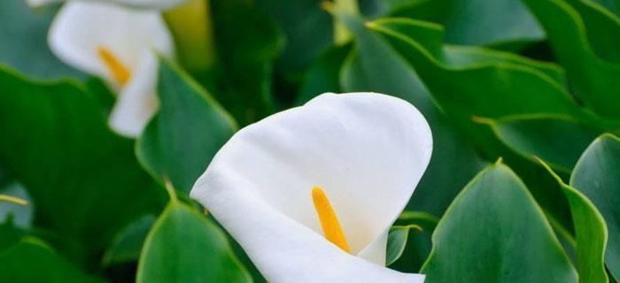 深山含笑的花语与传说（神秘而美丽的花朵）