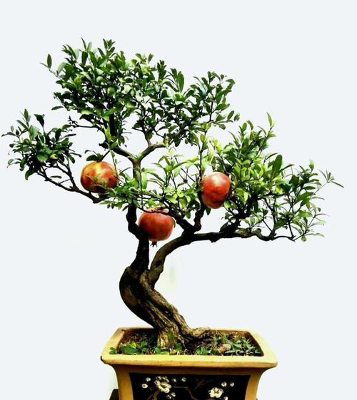 寓意多子多福的盆栽植物（增福聚财）