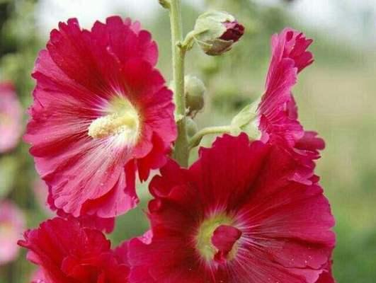蜀葵的花语与意义（揭开蜀葵的神秘面纱）