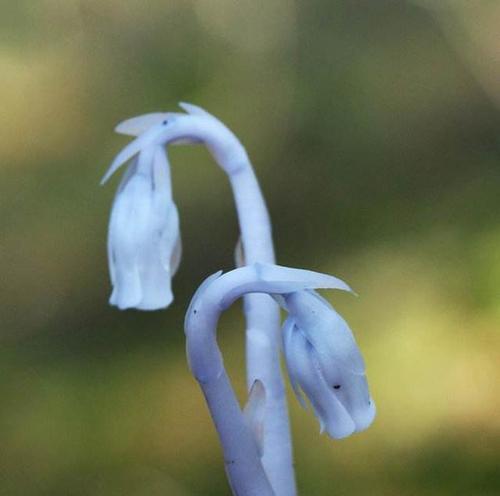 水晶兰花语解读（探索水晶兰的花语与意义）