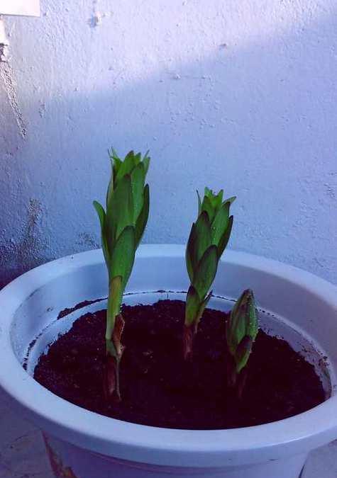 百合花种子发芽需要多久时间（从种子选择到发芽成功）