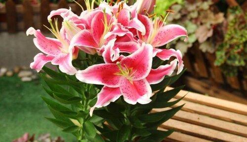 百合浇水时间和正确方法（不同季节百合浇水时间的差异与浇水技巧）