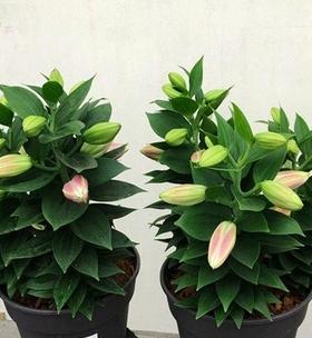 探秘百合的开花季节与开花时间（从春季到夏季）