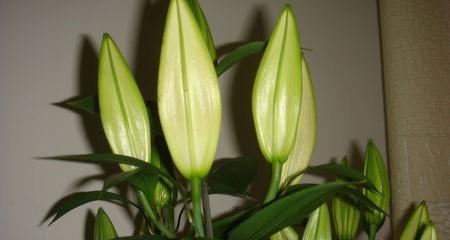 探秘百合的开花季节与开花时间（从春季到夏季）