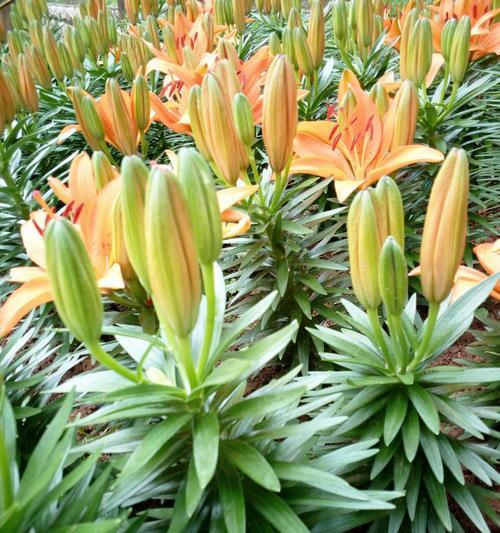 探秘百合的开花季节与开花时间（从春季到夏季）