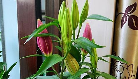 百合是雌雄同株吗（探索百合花的性别结构及生殖方式）
