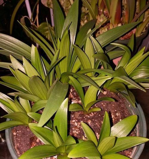 百合的种植时间及注意事项（春季是百合的最佳种植时期）