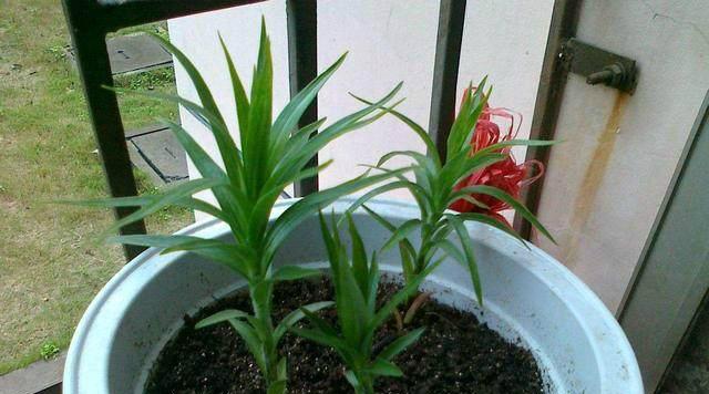 北方也能种植百合吗（北方种植百合的注意事项和技巧）