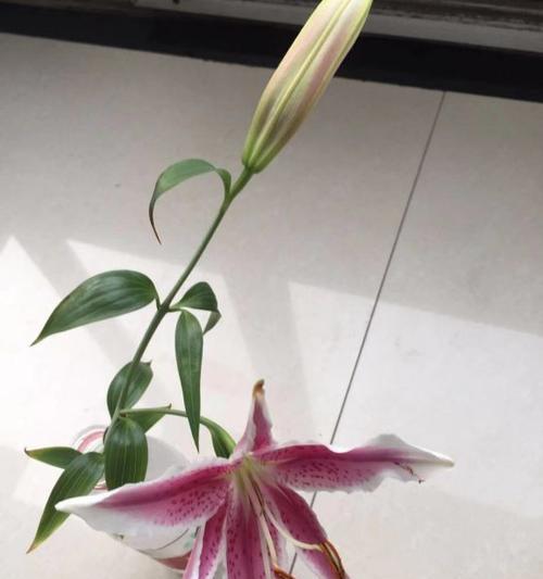 百合花的修剪技巧（打造优美的花卉形态）