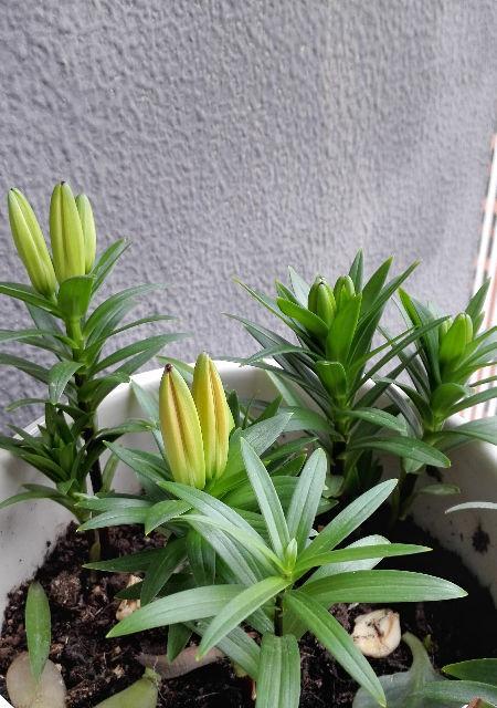 百合花的养殖技巧（教你如何让百合花长得又大又美）