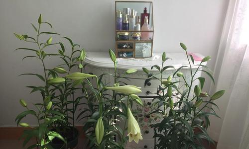 百合花的养殖技巧（教你如何让百合花长得又大又美）