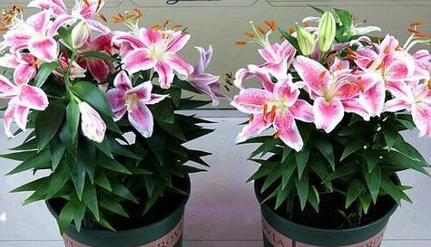 百合花的养殖技巧（教你如何让百合花长得又大又美）