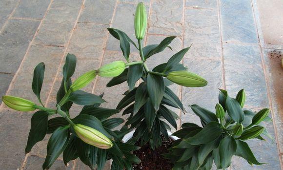 百合种植条件和方法要点（打造健康美丽的百合花园）