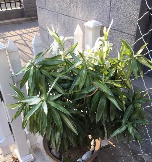 百合竹的寓意与风水象征（摆放风水的要点与注意事项）