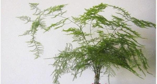 百合竹的寓意与风水象征（摆放风水的要点与注意事项）