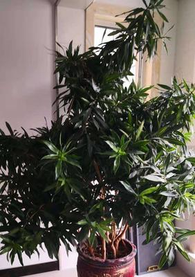 百合竹开花后的处理方法（如何让百合竹继续健康生长）