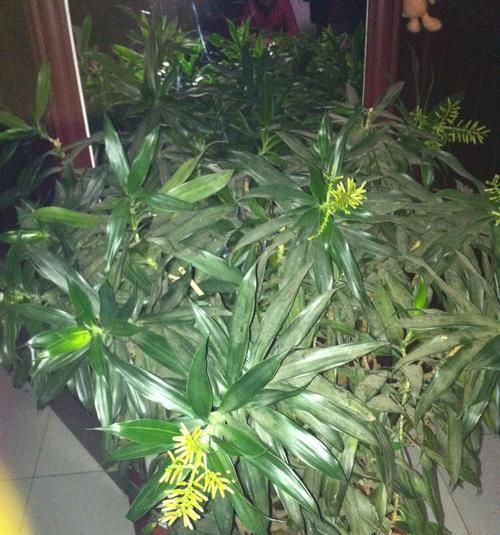 百合竹的开花及花期（探究百合竹开花的时间与特点）