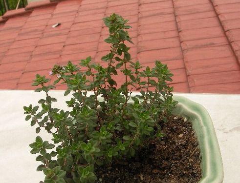 百里香种子发芽时间（了解百里香种子的发芽条件和方法）