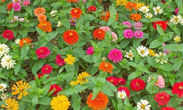 百日草开花时间和生长过程（解密百日草开花的奥秘）
