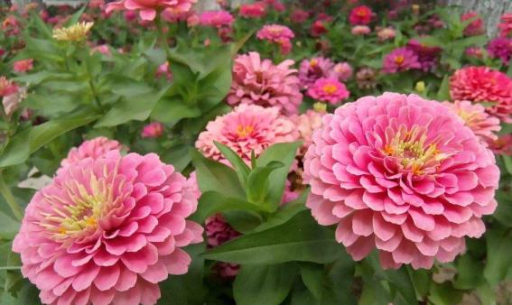 百日草开花时间和生长过程（解密百日草开花的奥秘）