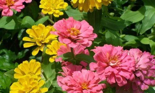 百日草开花时间及特点（探秘百日草的生长周期和花期）