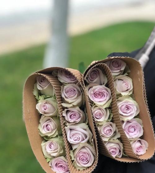 海洋之歌玫瑰花语（玫瑰花在海洋中的神秘绽放）
