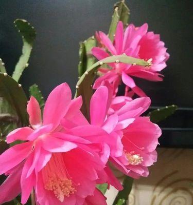 以荷花令箭花花语，感悟生命的美丽（一朵花的告白）