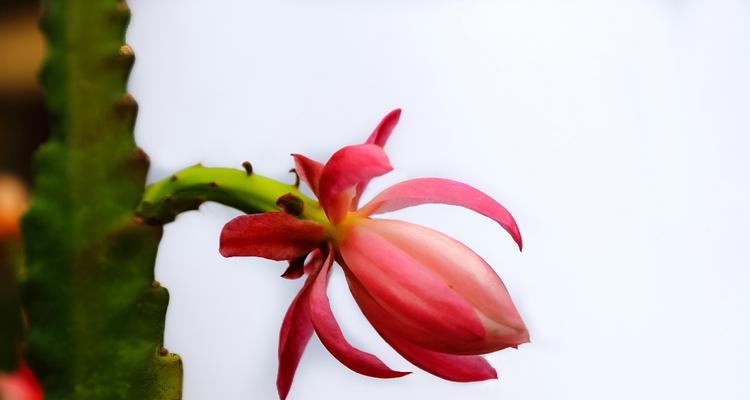 以荷花令箭花花语，感悟生命的美丽（一朵花的告白）