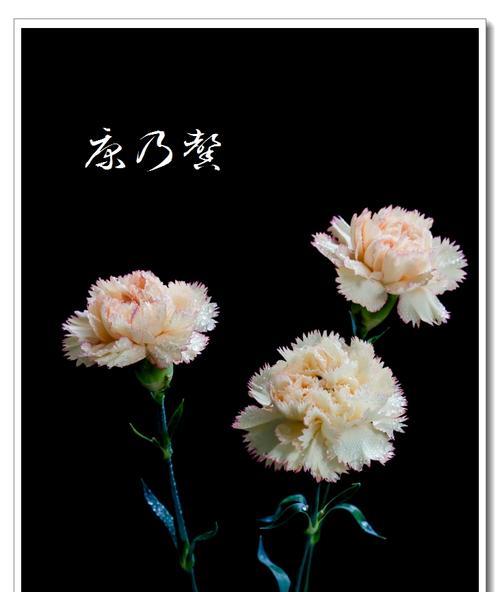 黑色风信子花语（黑色风信子的意义与象征）