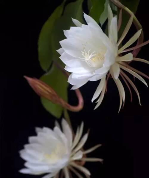 黑色风信子花语（黑色风信子的意义与象征）