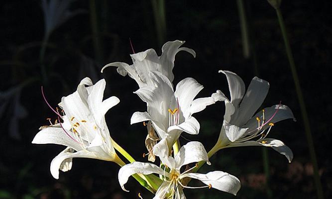 黑色风信子花语（黑色风信子的意义与象征）
