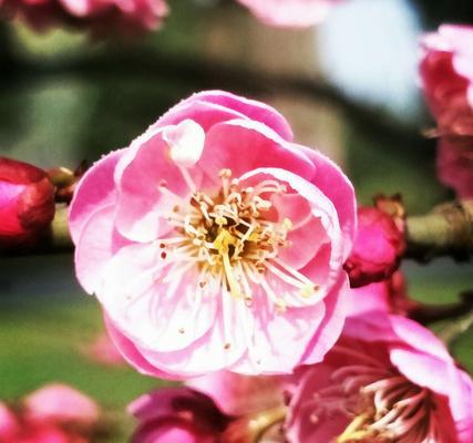 红梅花的花语及象征意义（鲜艳红梅）