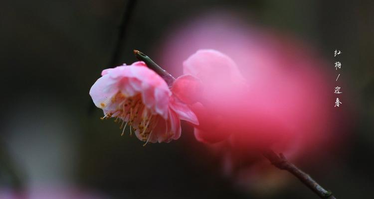 红梅花的花语及象征意义（鲜艳红梅）