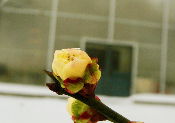 红梅花的花语及象征意义（鲜艳红梅）