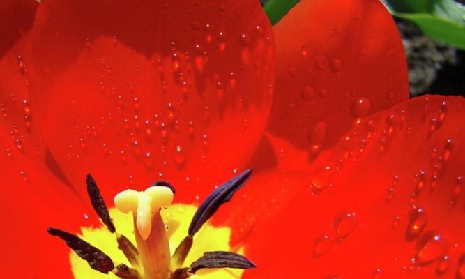 郁金香花的象征意义——红色和黄色的内涵（郁金香花代表的情感和寓意）