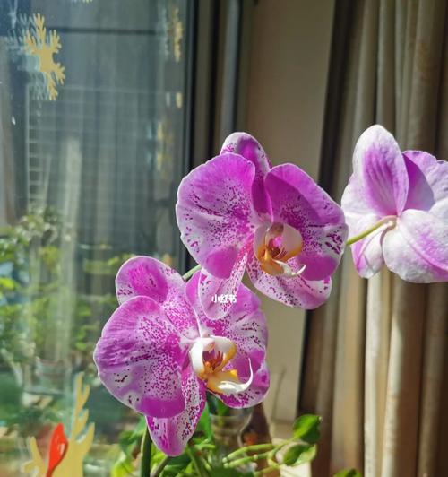 蝴蝶兰花开的美丽与寓意（探寻蝴蝶兰花开的奥秘与象征意义）
