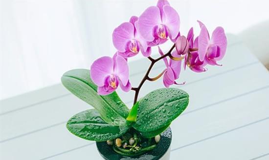 蝴蝶兰花语——美丽与自由的象征（恬静）