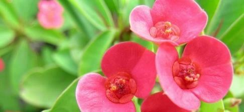 以虎刺梅花语是什么（揭示虎刺梅花的深刻寓意）