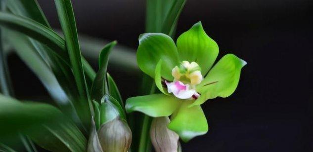 黄兰花的寓意与花语（探索黄兰花的深意）
