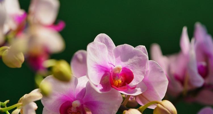 黄兰花的寓意与花语（探索黄兰花的深意）