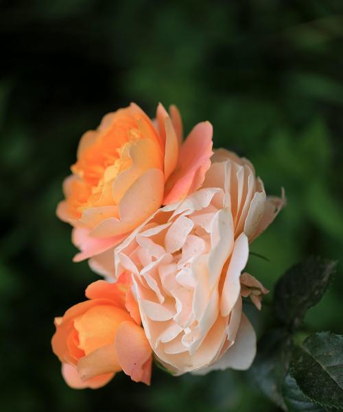 黄色月季花语——辉煌与温暖（绽放在心间的宝藏）