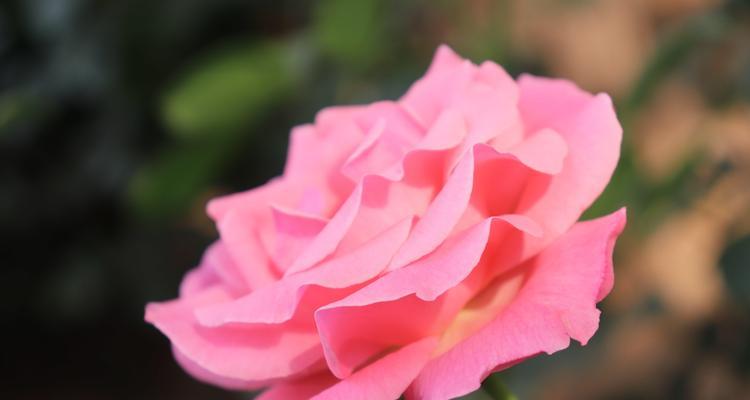 黄色月季花语——辉煌与温暖（绽放在心间的宝藏）