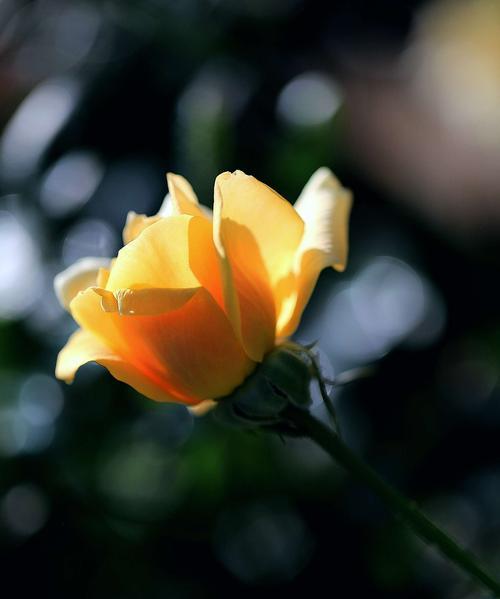 黄色月季花语——辉煌与温暖（绽放在心间的宝藏）