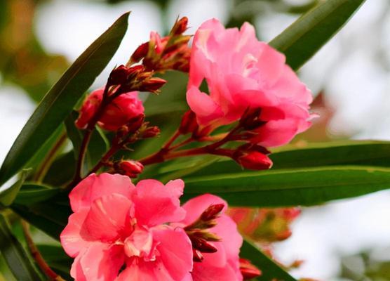 夹竹桃花语传说（探寻夹竹桃的神秘之美）