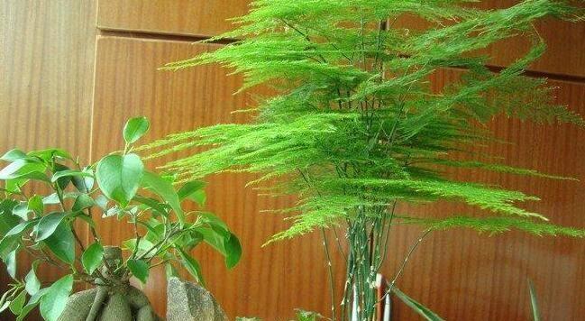 家里养石竹花的风水寓意好不好（揭秘石竹花在家居风水中的神秘力量）