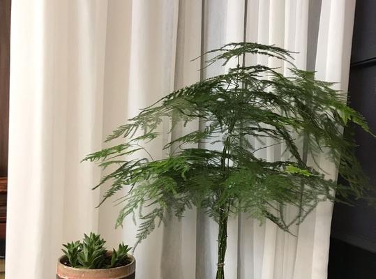 文竹的寓意与品质美（以文竹养家）