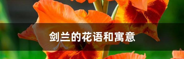 剑兰花的花语与寓意（探索剑兰花的独特含义及其象征意义）